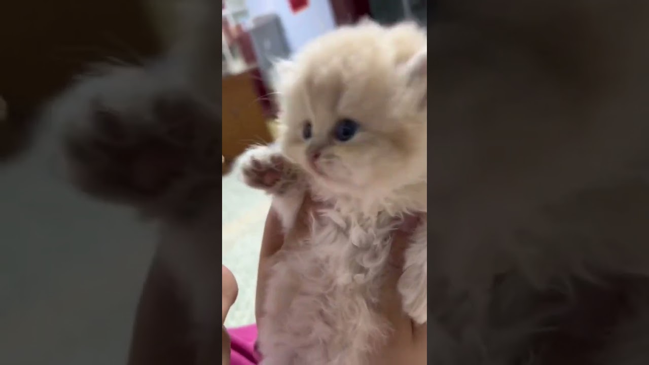 Laugh Out Loud with the Funniest Cat Video of All Time #32