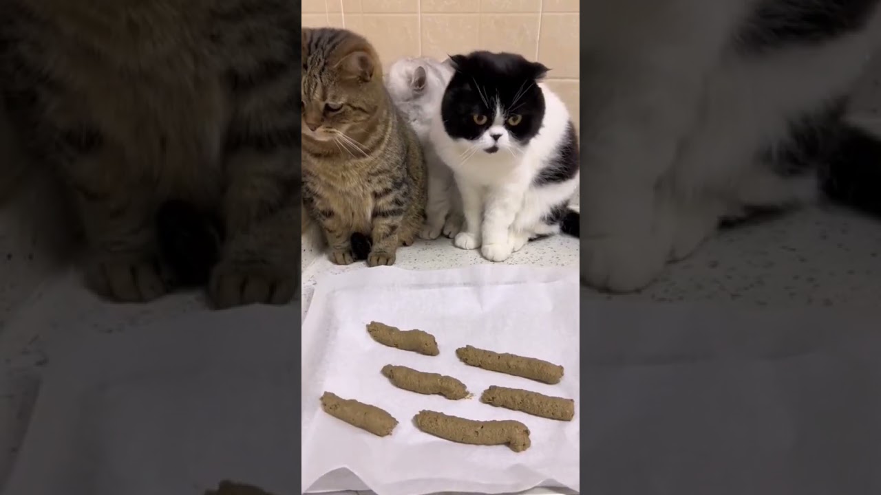 Get ready to laugh with these hilarious funny animal videos 113