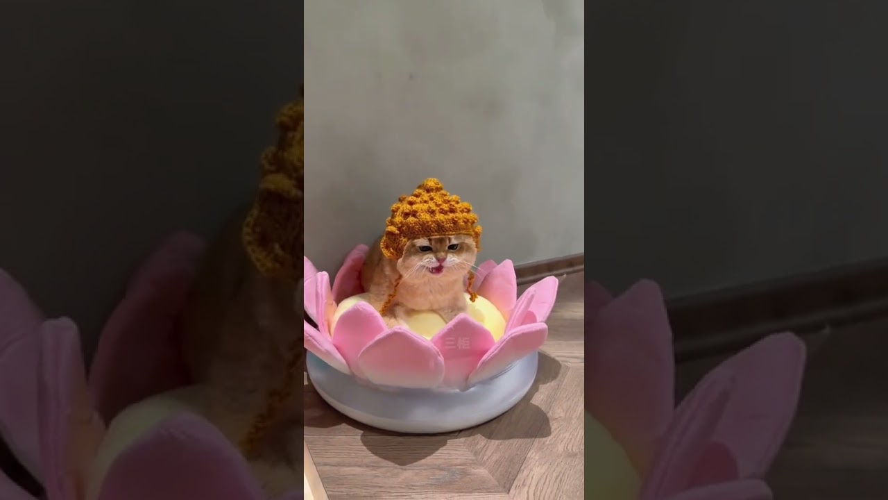 Laugh Out Loud with the Funniest Cat Video of All Time