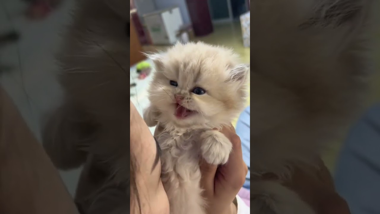 Laugh Out Loud with the Funniest Cat Video of All Time