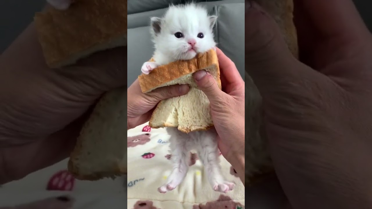 Laugh Out Loud with the Funniest Cat Video of All Time