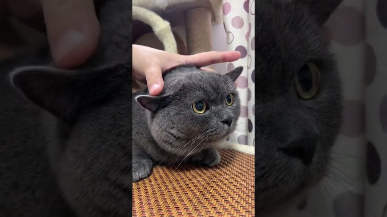 Laugh Out Loud with the Funniest Cat Video of All Time #45