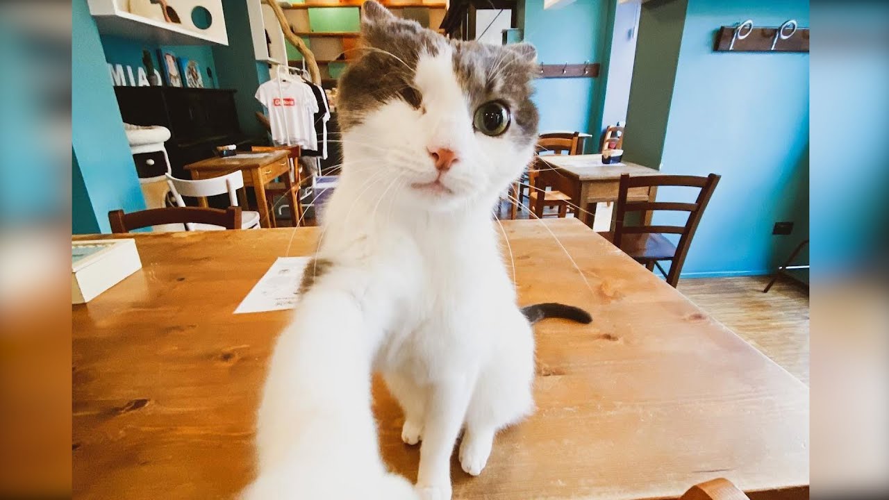 Best Funny Cat Fails !