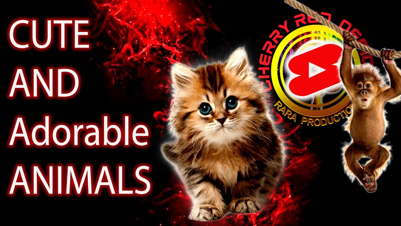 CUTE AND Adorable ANIMALS prank #SHORTS