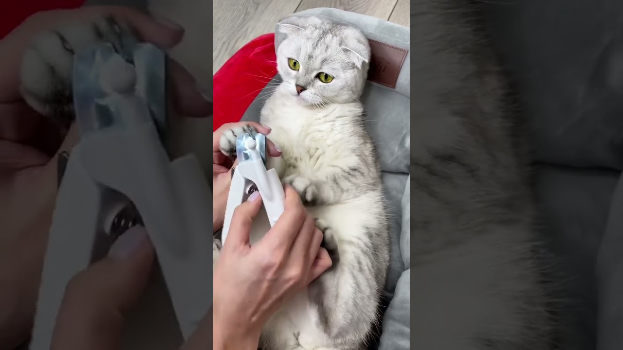 Cat Funny #shorts #tiktok