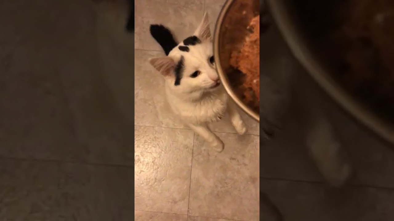 Cats Life Funny Cats #funny #cat #shorts