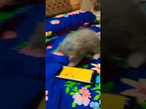 Cats Vedio. | Cute | Funny cats | @AjkFunnyAnimals #catvideos #animals #funnyanimls #pets