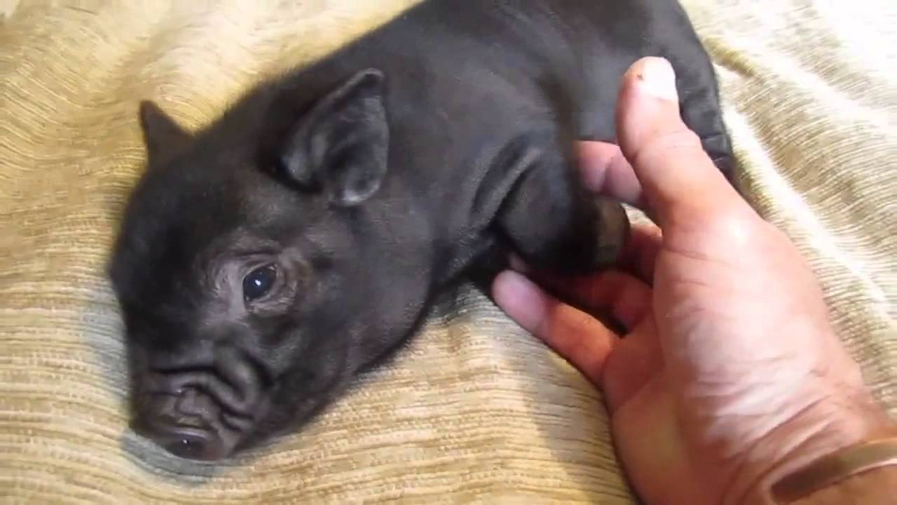 Caturday's Best amazing cats 2014 all time favorites