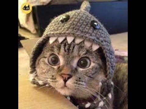 Crazy Cats - Funny Cats