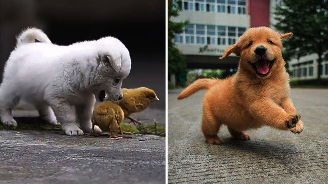 Cute Baby Animals Videos Compilation Cute Moment Of The Animals - Funniest Animals #08