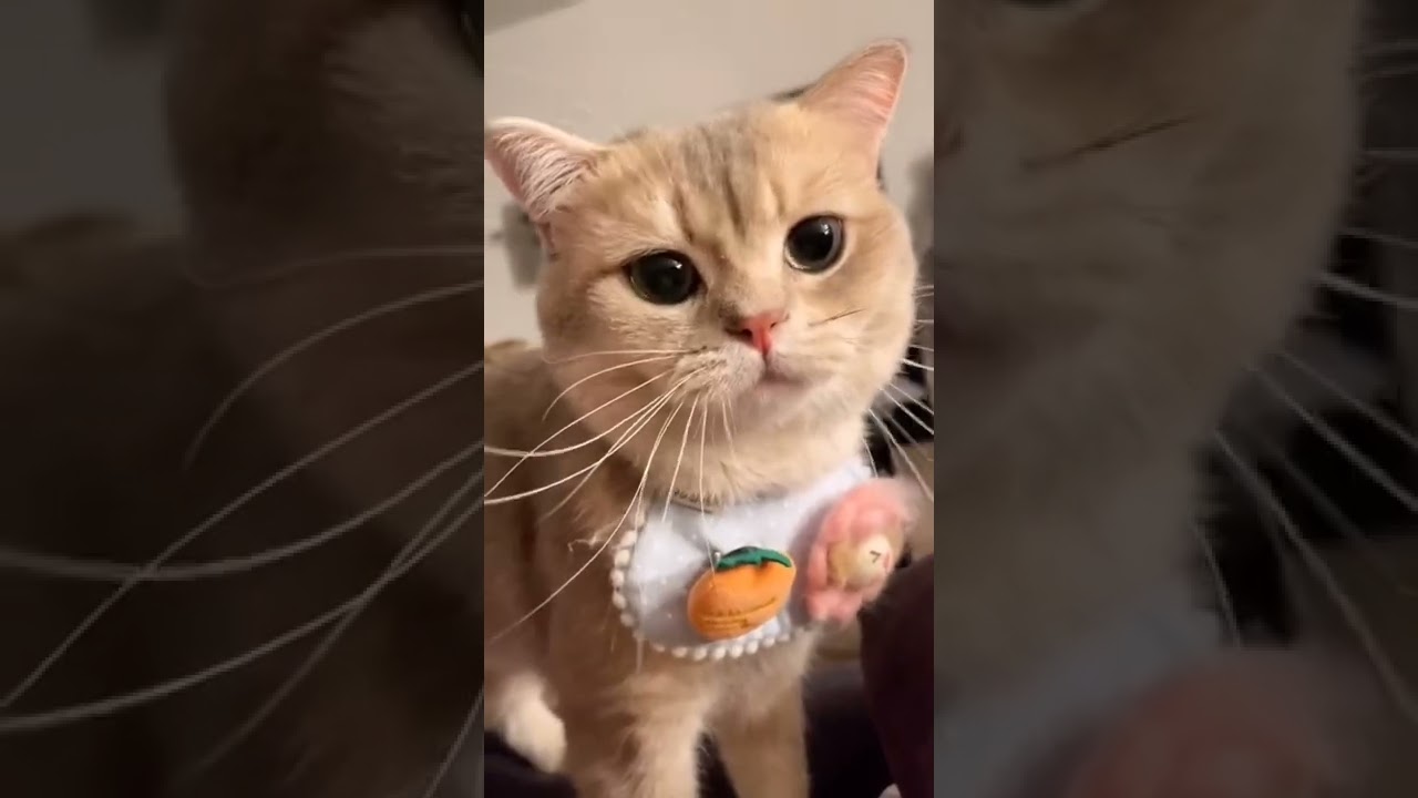 Funniest Cat Videos on the Planet #005 - Best Funny Animal Videos 2022 | The A2 Shorts