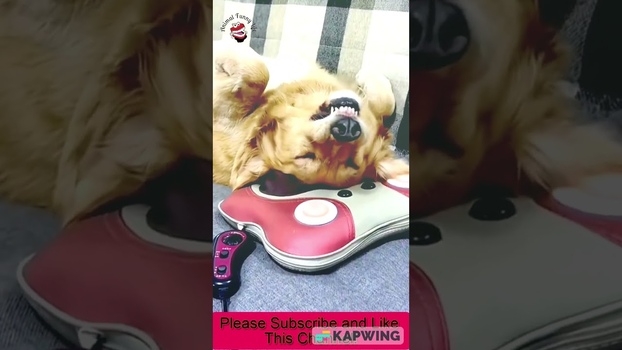 Funny Animal Videos 2023