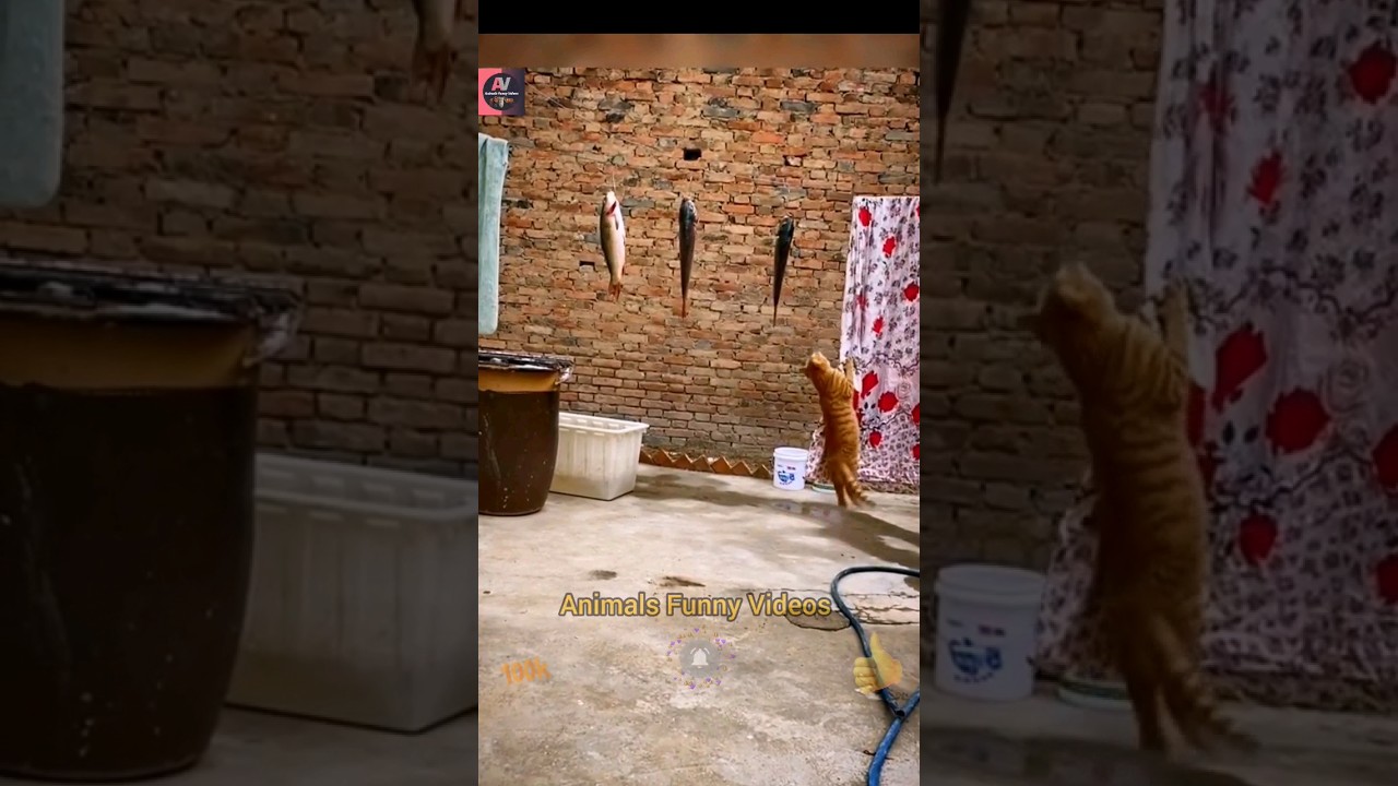 Funny Cat Best Reaction Video 2023 | Funny Animal New Videos | Animals Funny Videos #shorts #animals