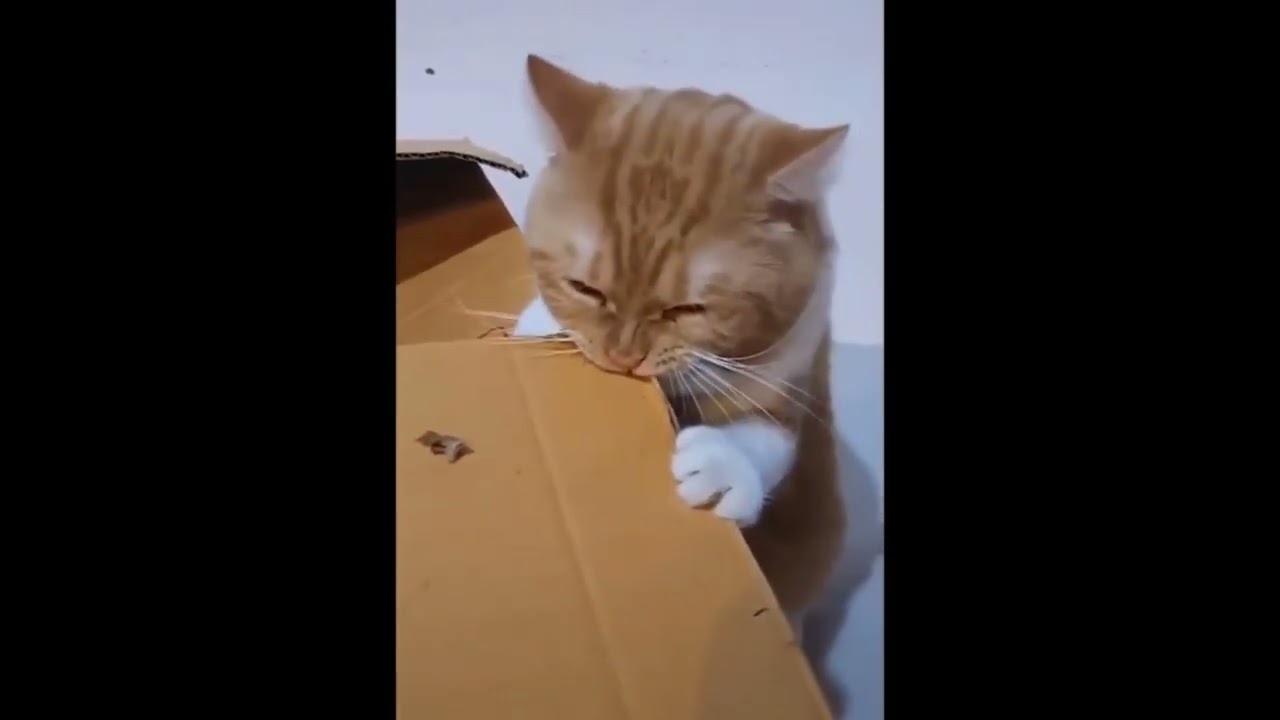 Funny Cat Videos Compilation  #funny  #cat #Cute Cat Videos Compilation #8