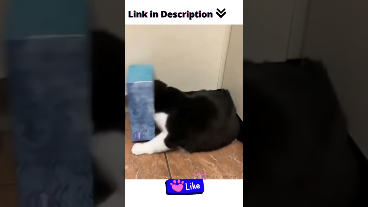 Funny Cats That Deserve 100 Million's Views #Shorts #catloversclub #catlife