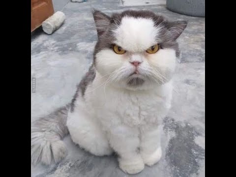 Funny Cats and Dogs Funny Animals Compilation