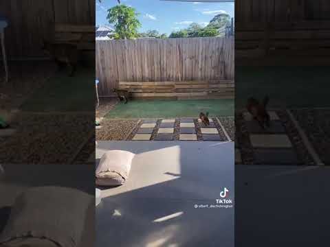 Funny Dog Playing With Cat Videos #Shorts