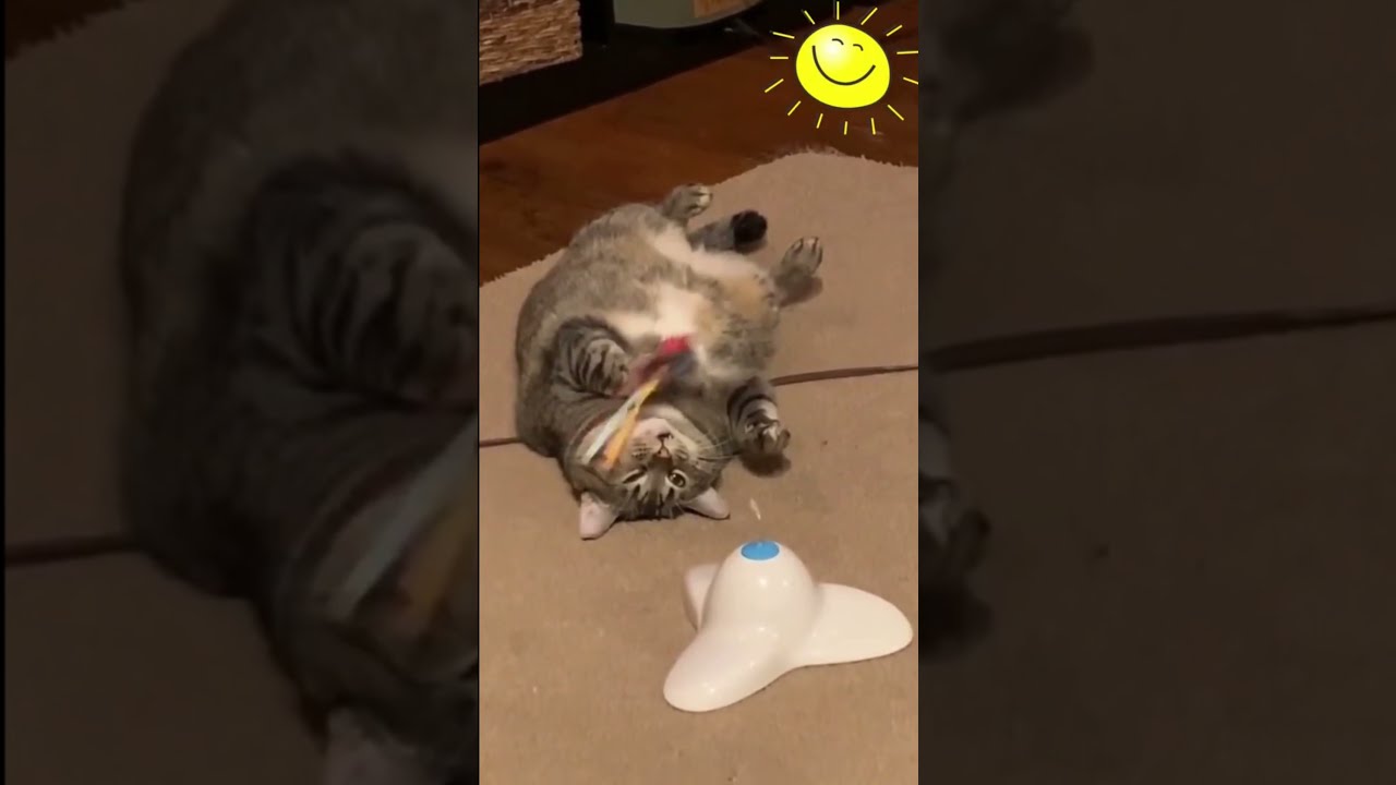 Funny Lazy Cat , #shorts , #shorts animals