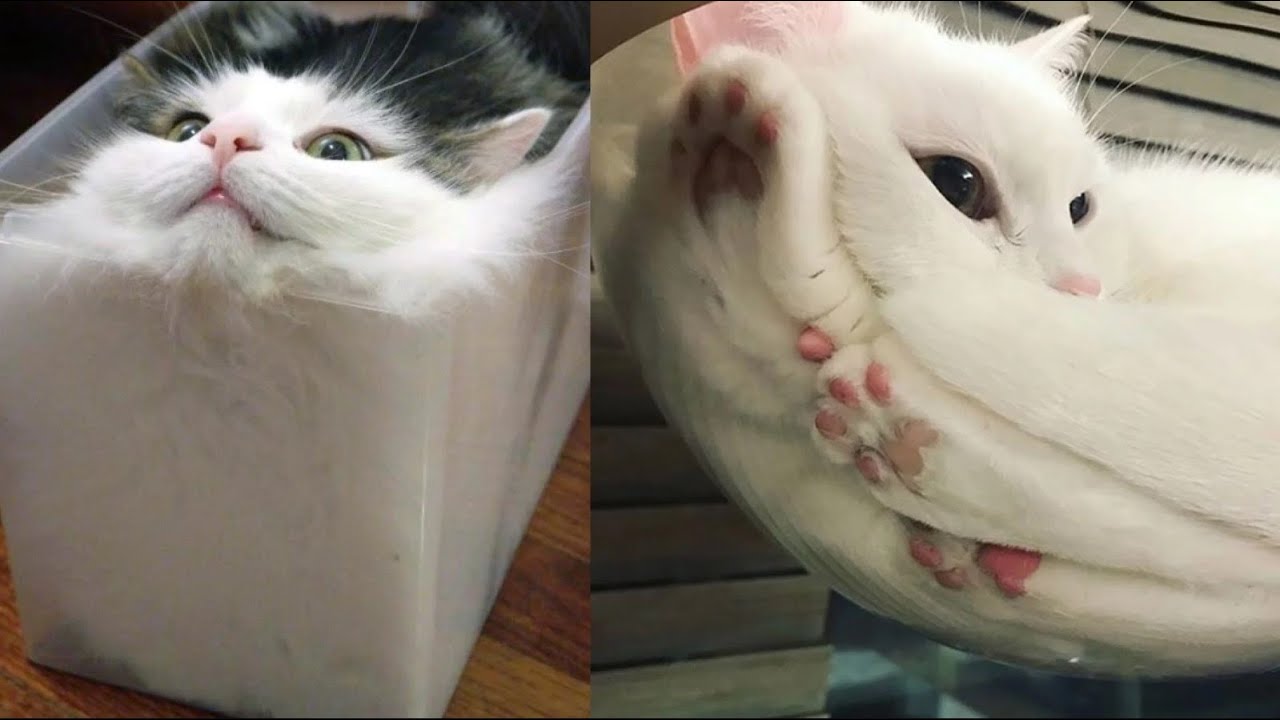 Funny and crazy cats (LAUGHTER TO TEARS) Part # 4 #2020