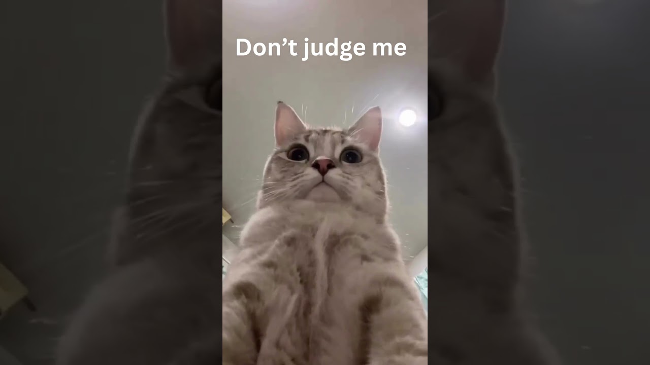 Funny animal videos - Funny cats / dogs - Funny animals #youtube #youtubeshorts #ytshorts