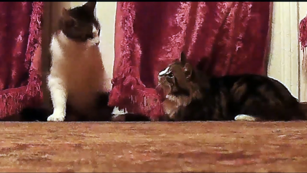 Funny cats - superagents