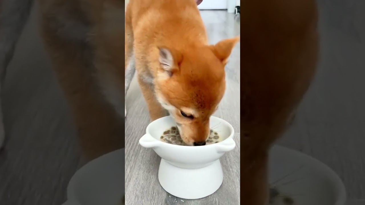 Get ready to laugh with these hilarious funny animal videos 53