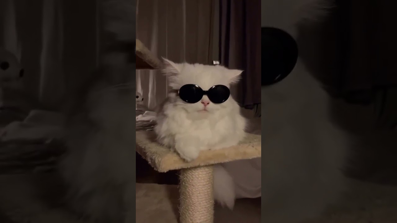 Hilarious Cat Memes Come to Life | Part 169 | #thedustycat #ytshorts #shorts