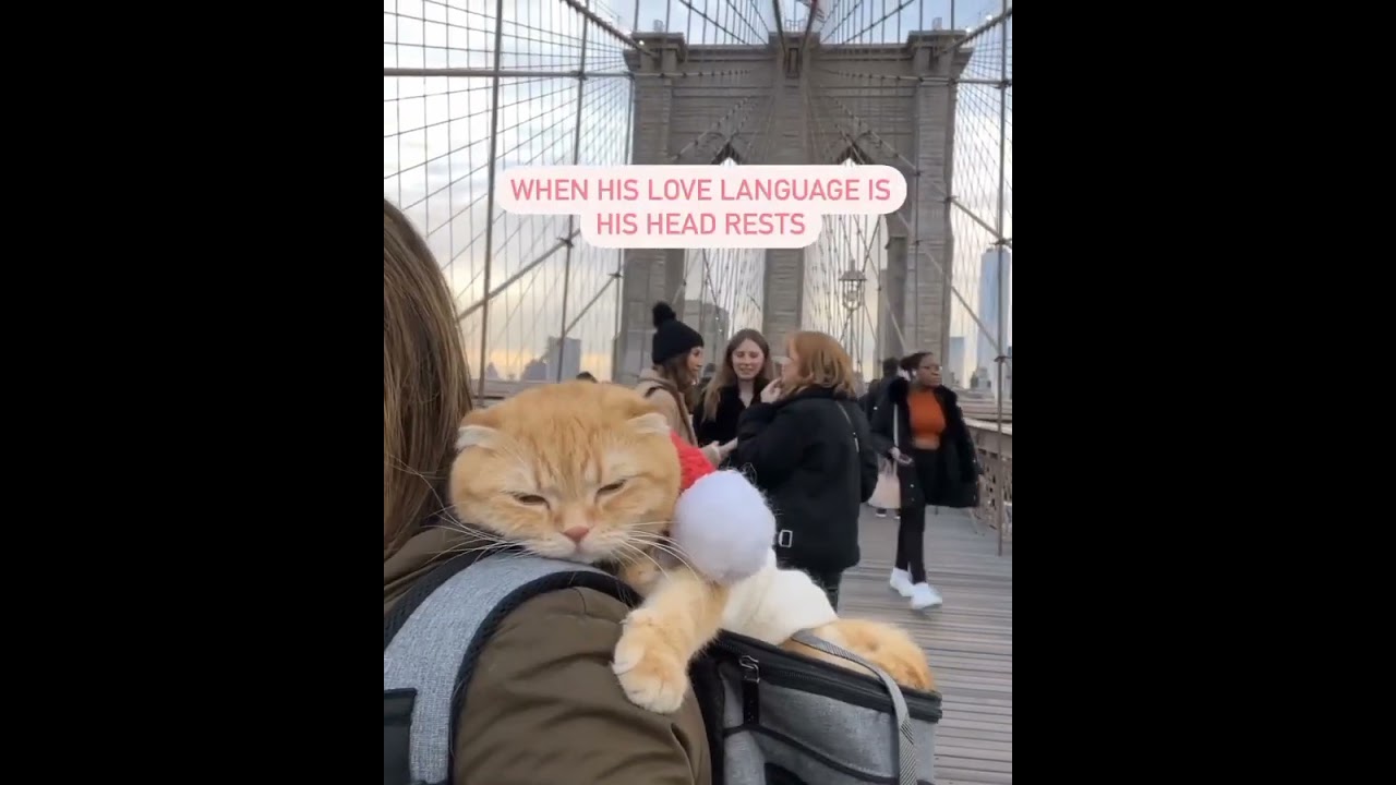 Hilarious Cat Memes Come to Life | Part 76 | #thedustycat #ytshorts #shorts