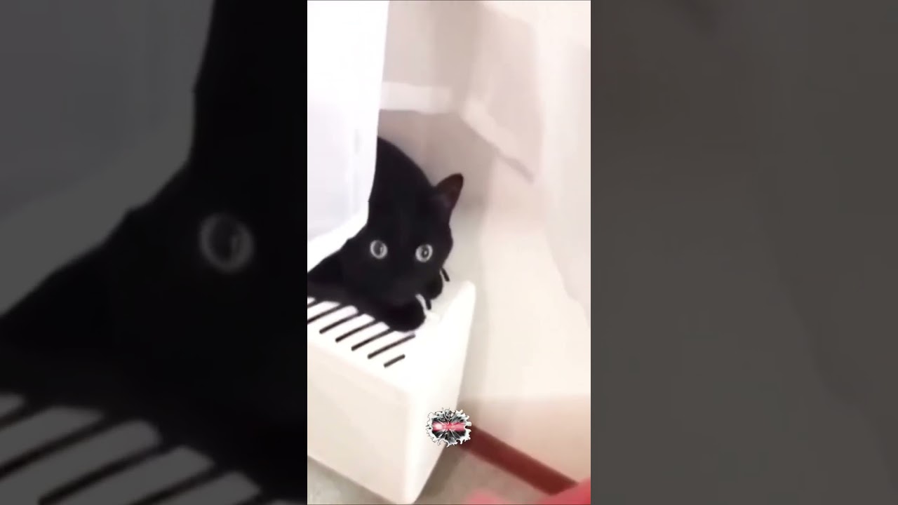 Pawsitively Hilarious: The Funniest Pets on YouTube Shorts