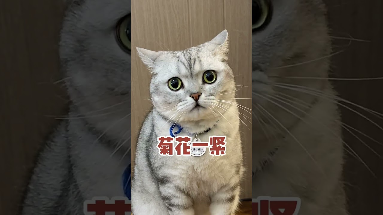 Prank Cats ! Baby Funny Cats@