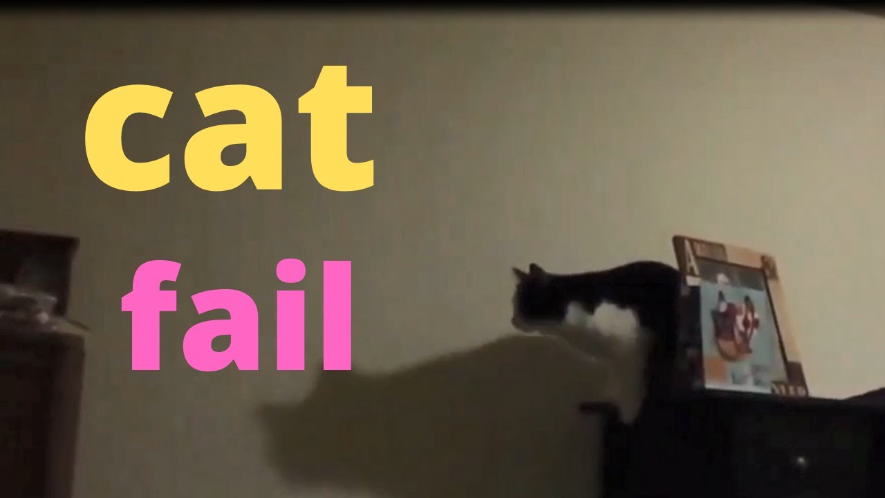 cat fail 05 07