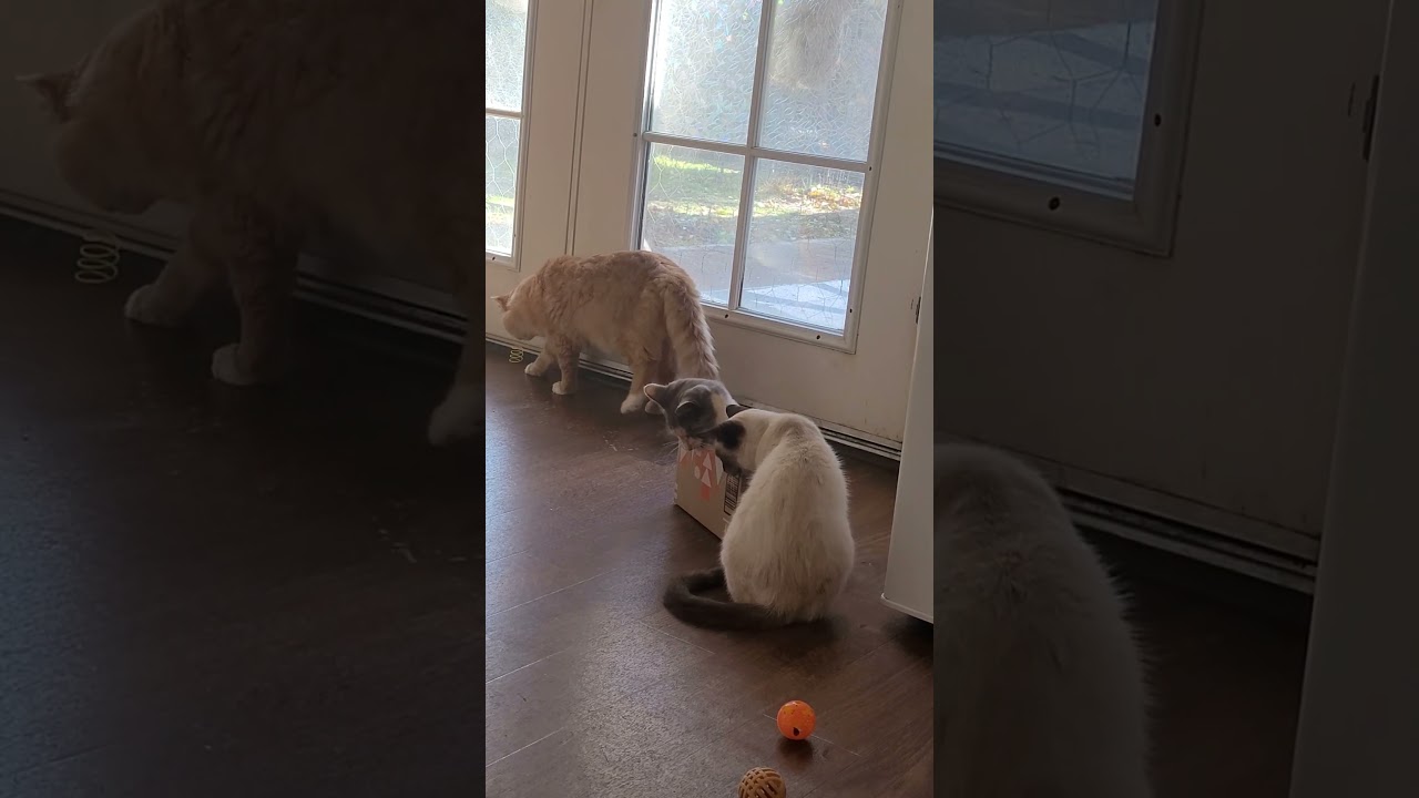 crazy cat that's our box. buddy, little man and precious