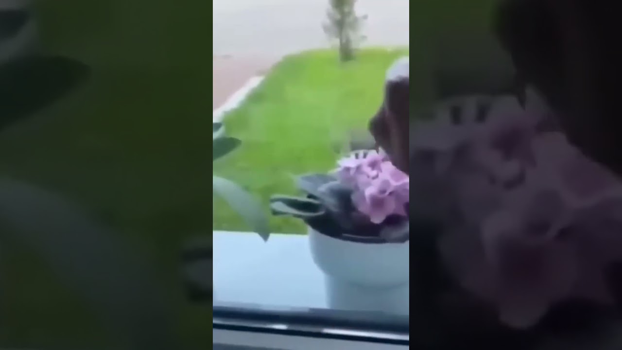 funny animal videos #cat #catlover #doglover #birds HlwFannyAnimal