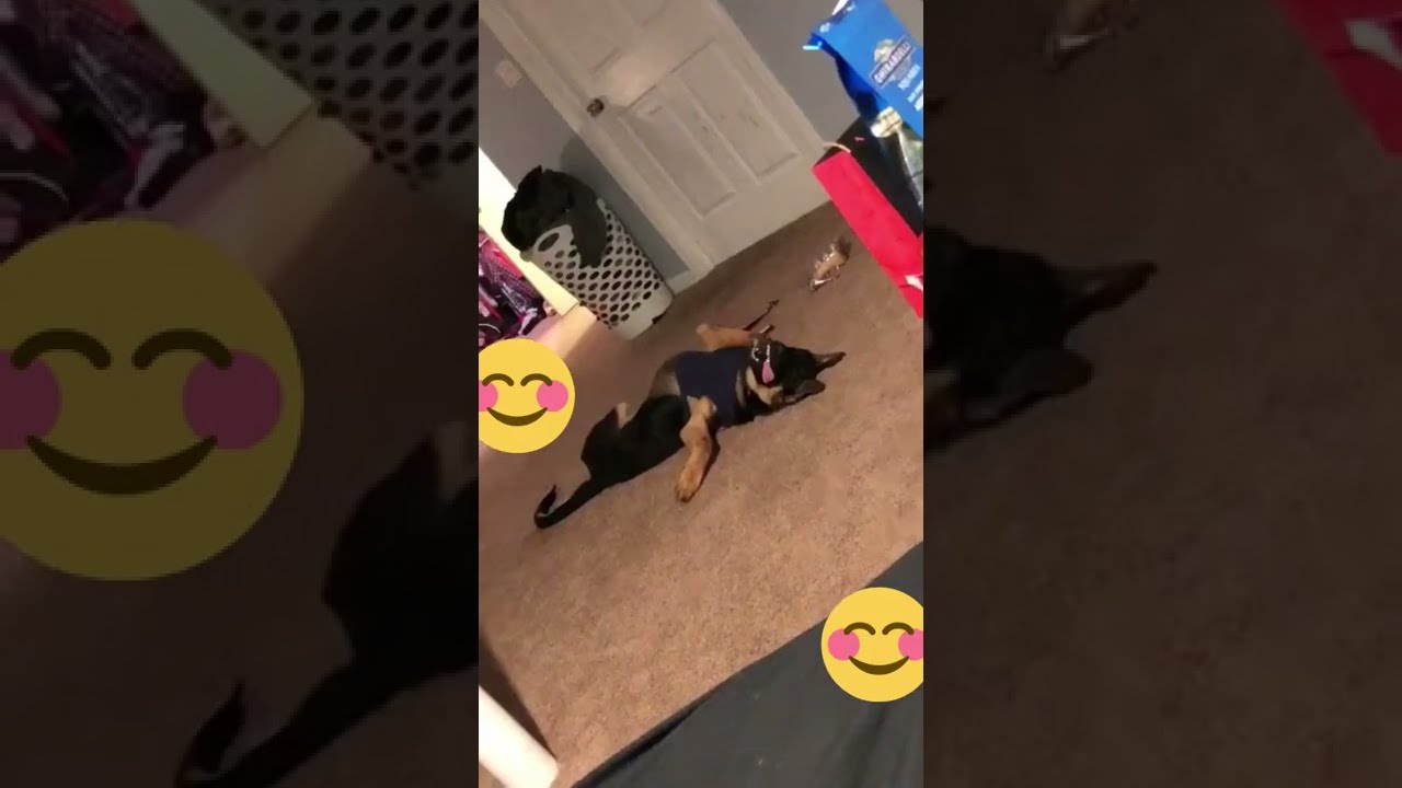 funny animals #shorts