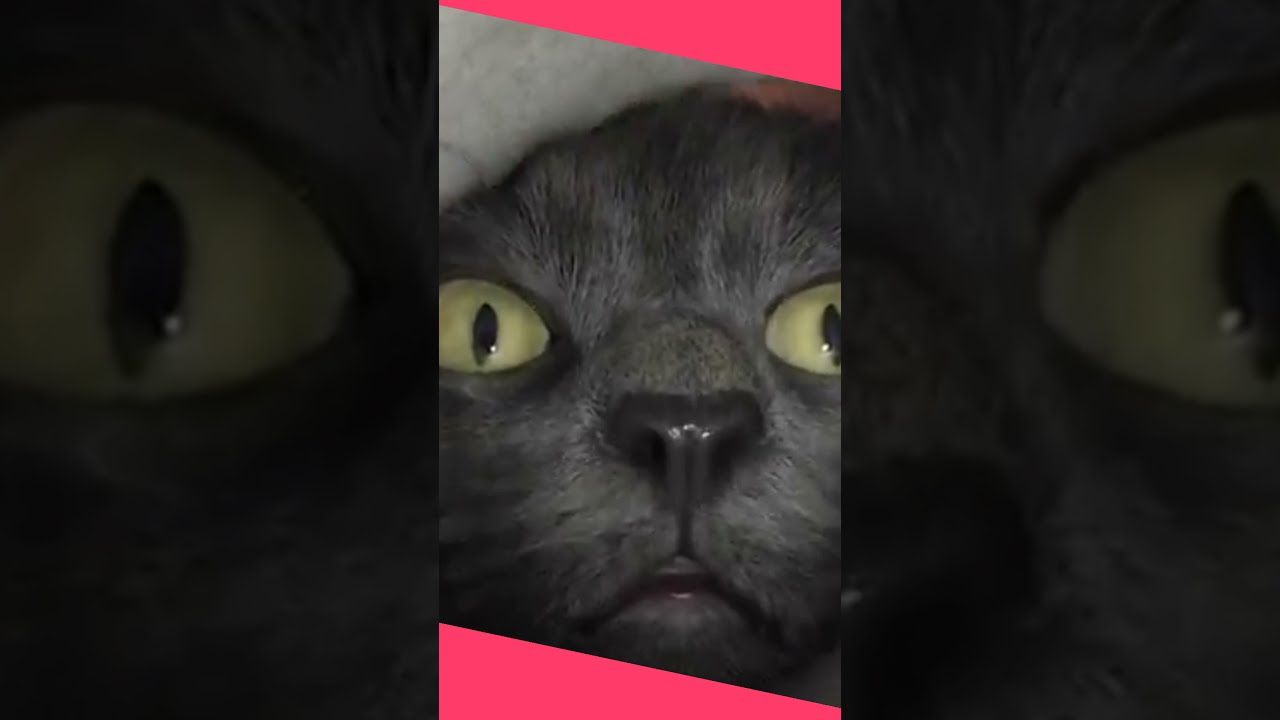 funny cat 2022 video #Shorts