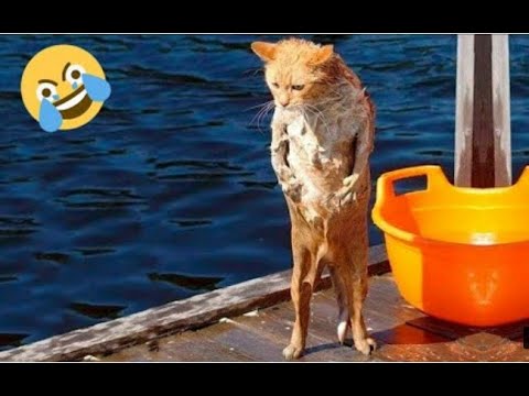 funny cat videos