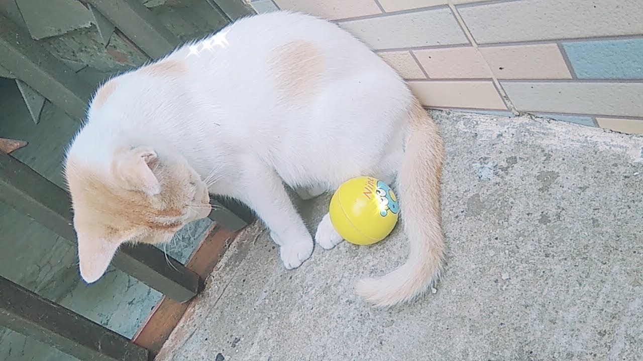 funny crazy Cat playing football - funny commentary