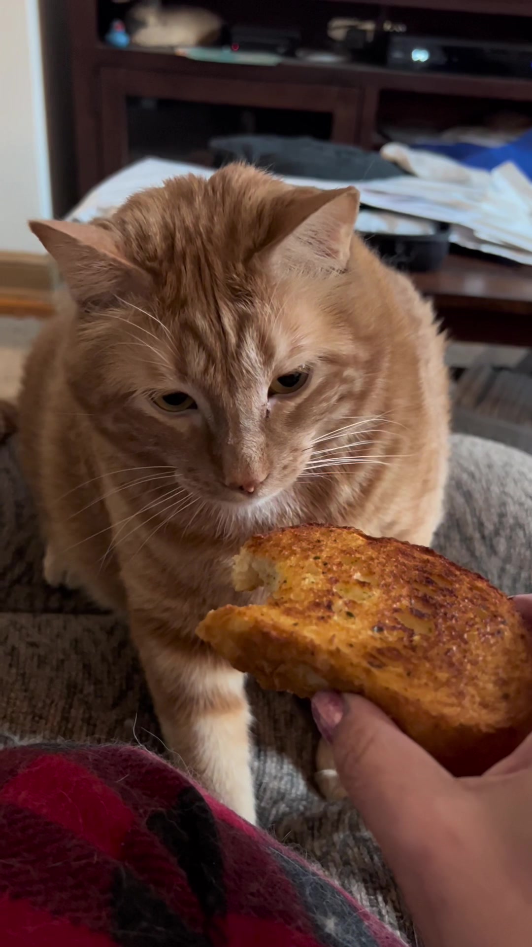 #catvideos #catsoftiktok #funnycat #fyp #fyp #foryoupage #foryou #dinnertime #gaggingcat #garlicbread | Textual negate material TIKTOK to 833-880-7724 For A Free Night time Promo Code