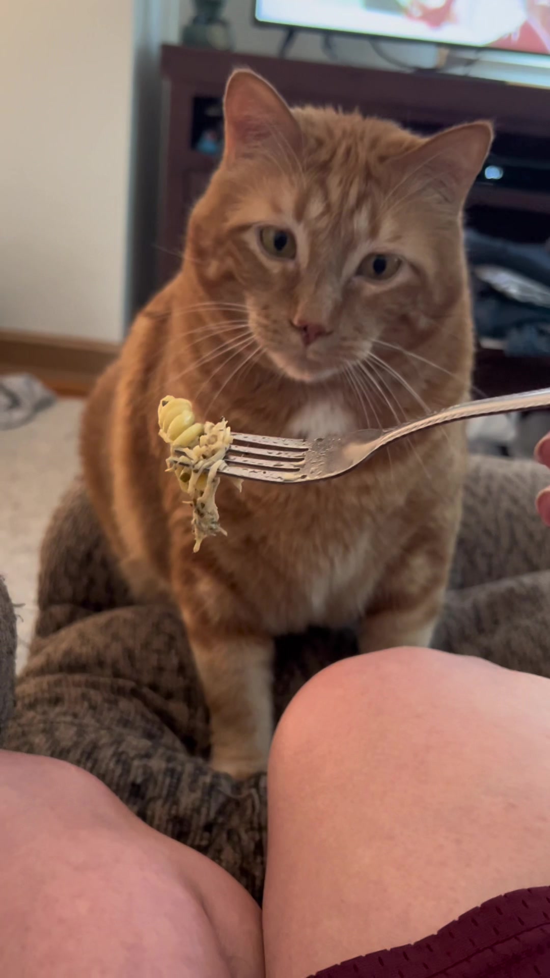 He stole some off my plate afterwards. 🤦🏻‍♀️ #catvideos #catsoftiktok #dinnertime #fyp #foryoupage #funnycatvideo #funnycatvideo #funnycat #pestochickenpasta | Text TIKTOK to 833-880-7724 For A Free Evening Promo Code