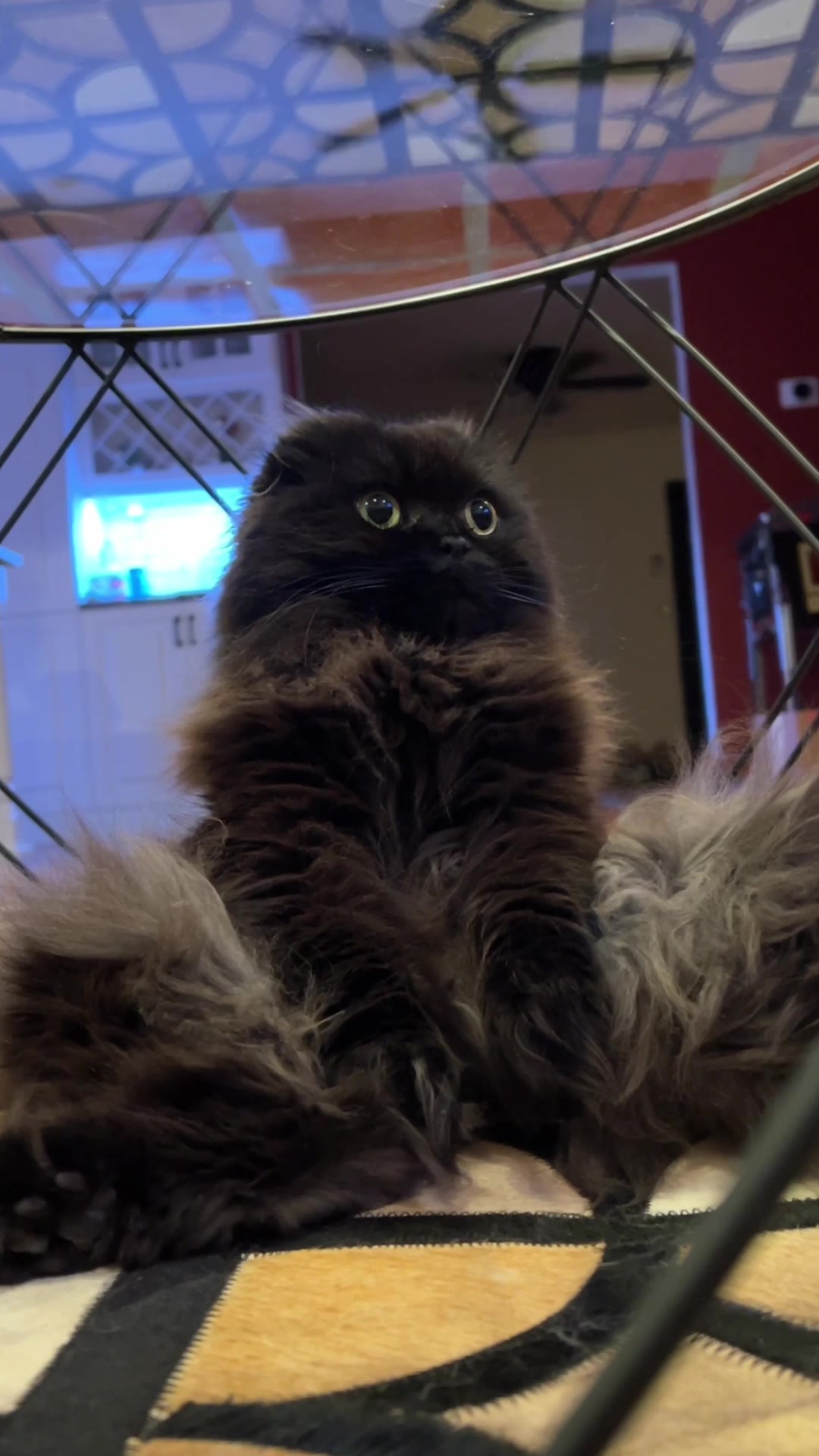 You’re no longer the boss of me! #scottishfold #scottishfoldcats #kot #scottishfolds #scottishfoldcat #cat #cats #catsoftiktok #tiktokcats #catlover #catlovers #catlife #katze #chat #neko #catlife #pets #petsoftiktok #tiktokpets #tiktokpet #gatos #gatosdetiktok #gatostiktok #gatosfofos #gato #cute #cutecat #cutecats #catvideo #catvideos #catvid #catvids #adoptdontshop #meow | Textual pronounce TIKTOK to 833-880-7724 For A Free Night Promo Code