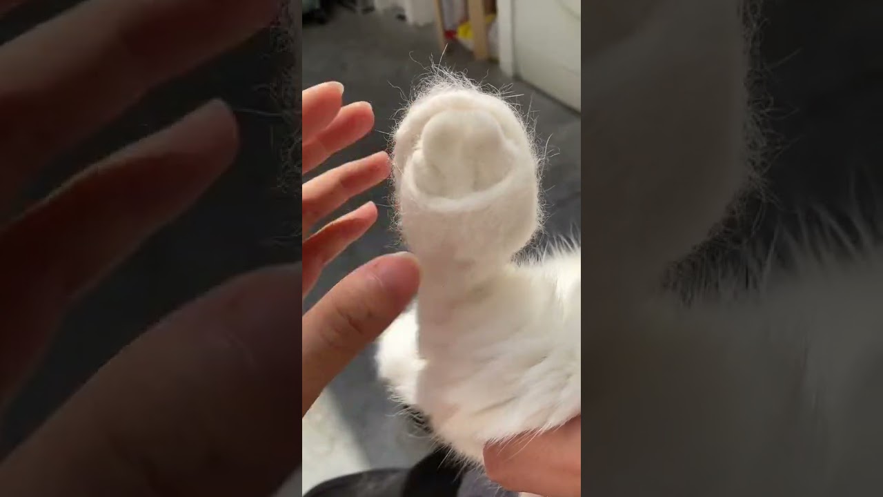 Laugh Out Loud with the Funniest Cat Video of All Time