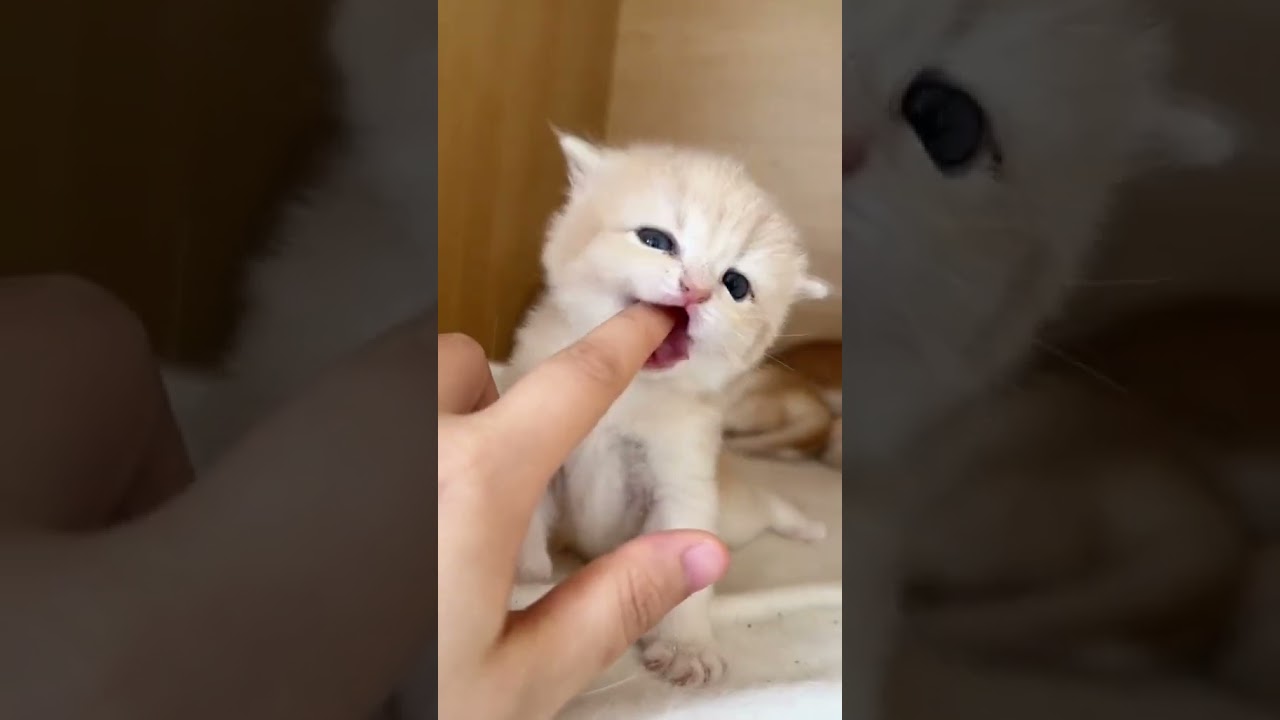 Laugh Out Loud with the Funniest Cat Video of All Time