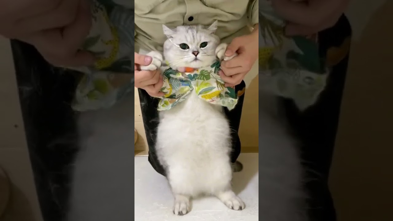 Laugh Out Loud with the Funniest Cat Video of All Time