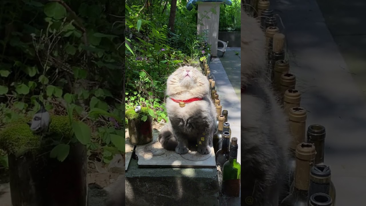 Laugh Out Loud with the Funniest Cat Video of All Time