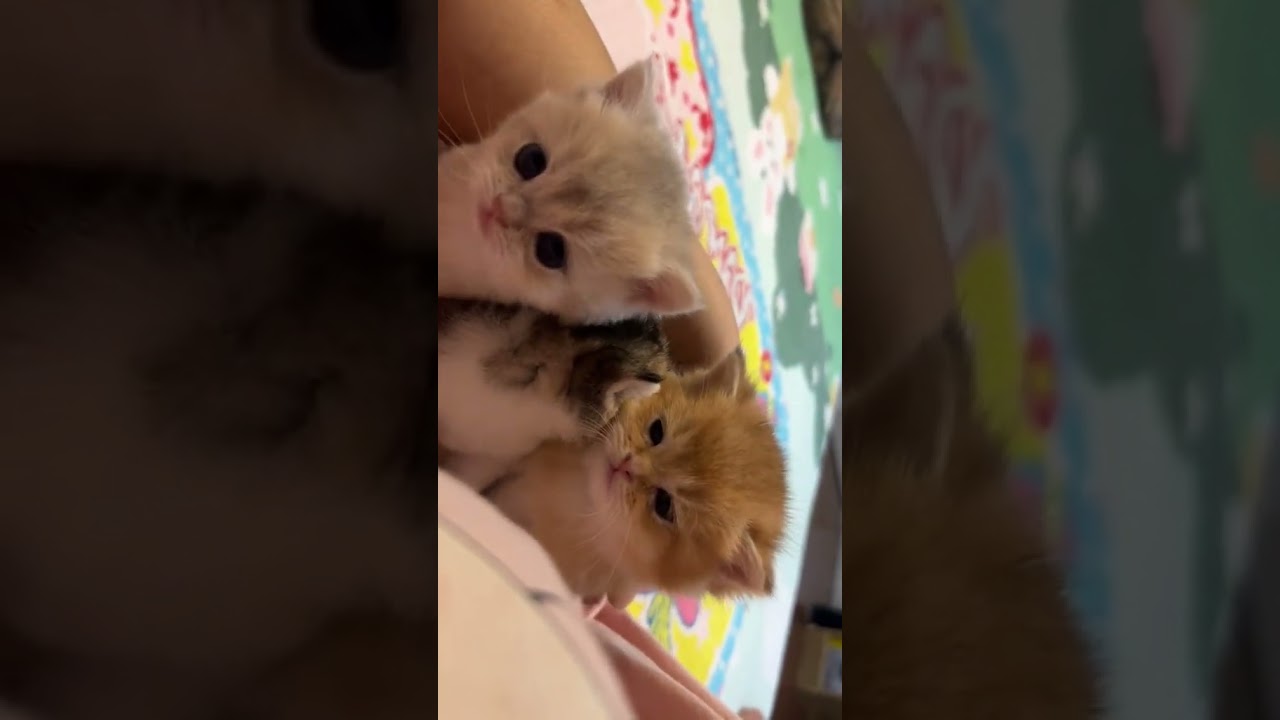 Cute Cats by Don Pets |#dog #dogsoftiktok #babydog #viral #foryou #trending #cat #catsoftiktok #usa