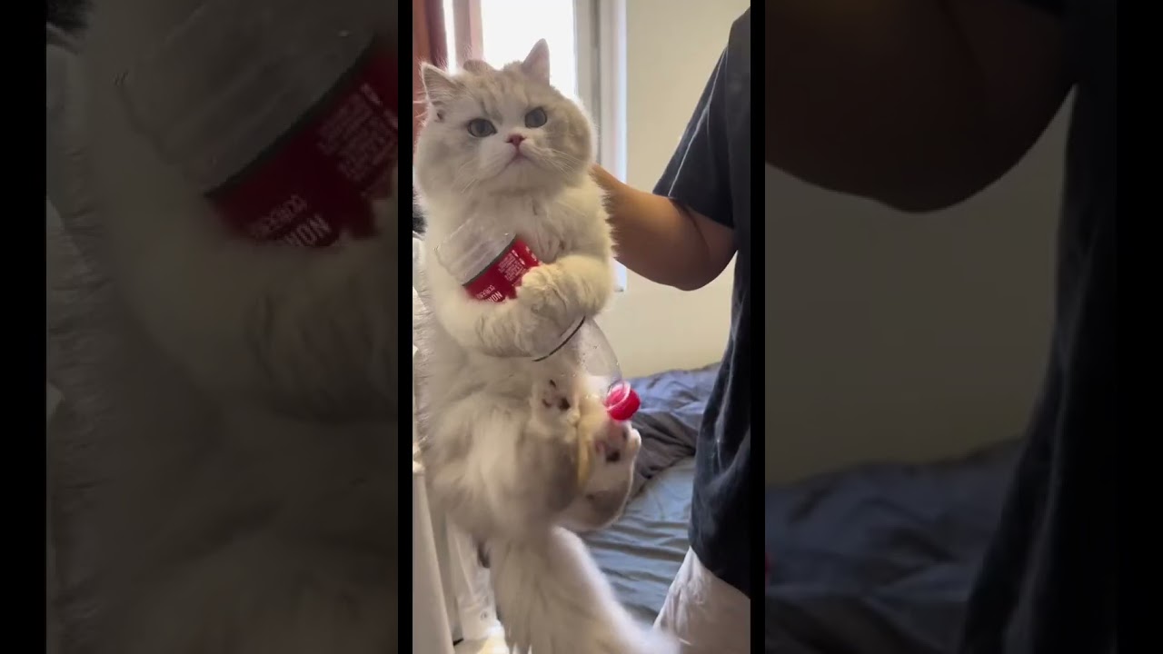 Laugh Out Loud with the Funniest Cat Video of All Time