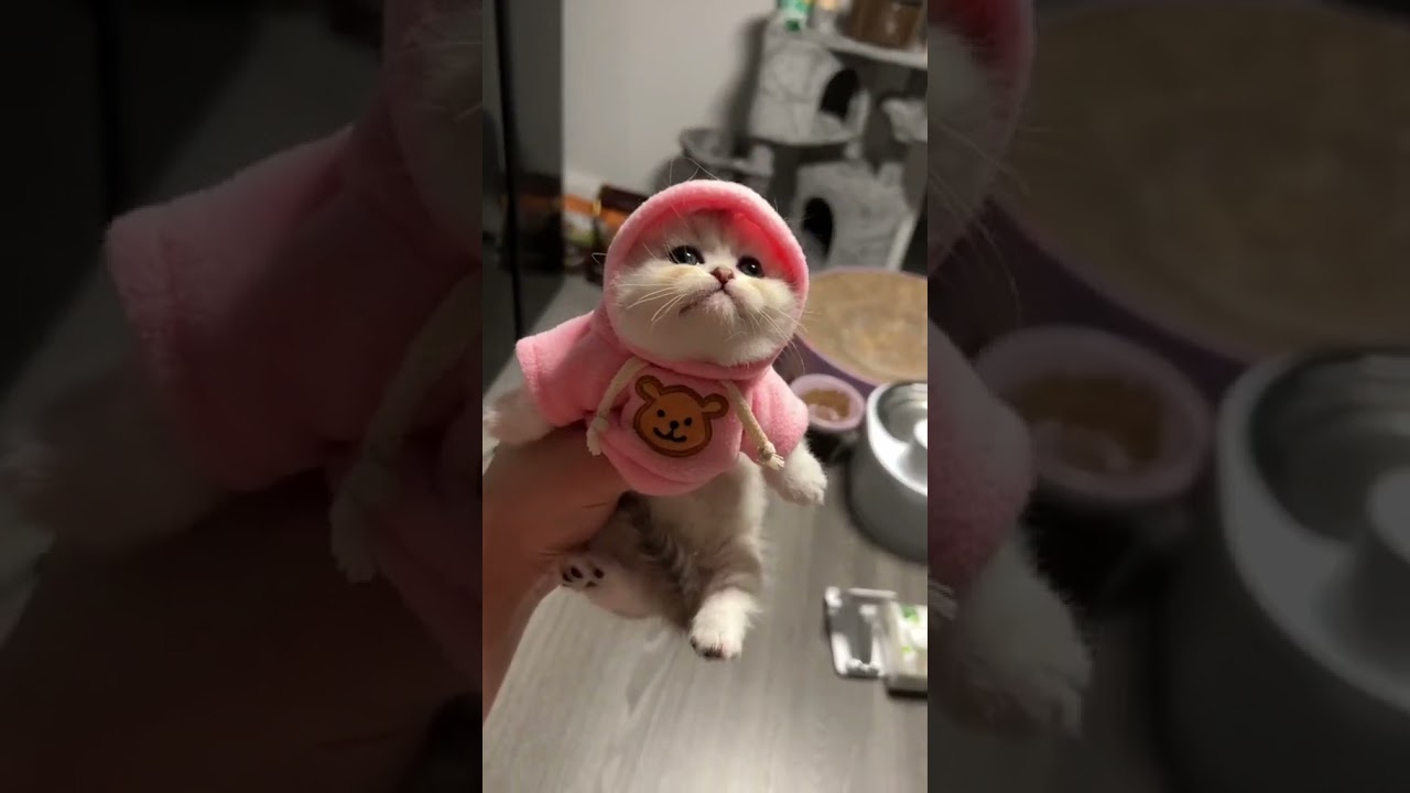 Laugh Out Loud with the Funniest Cat Video of All Time #58