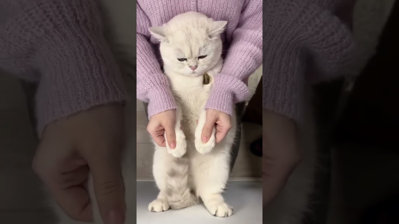 Laugh Out Loud with the Funniest Cat Video of All Time
