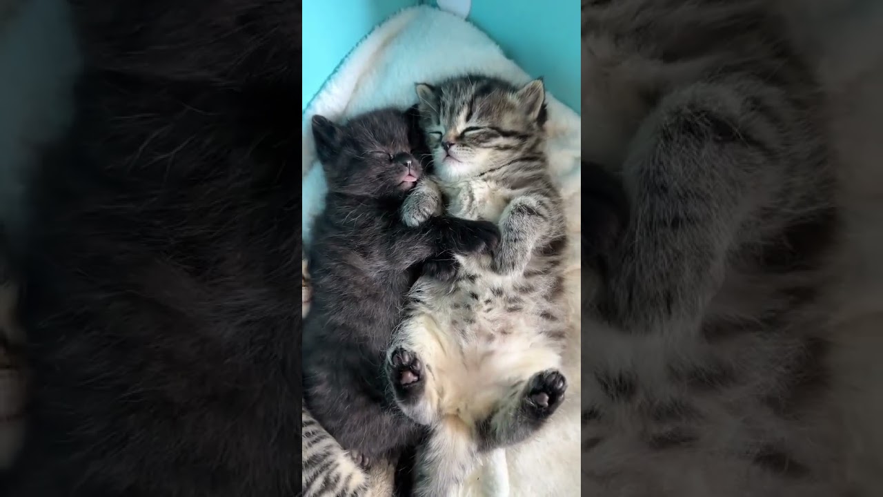 Laugh Out Loud with the Funniest Cat Video of All Time #52