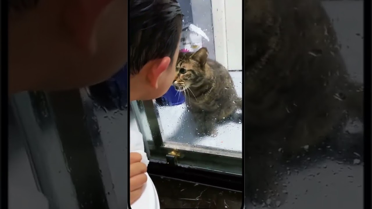 Laugh Out Loud with the Funniest Cat Video of All Time #71